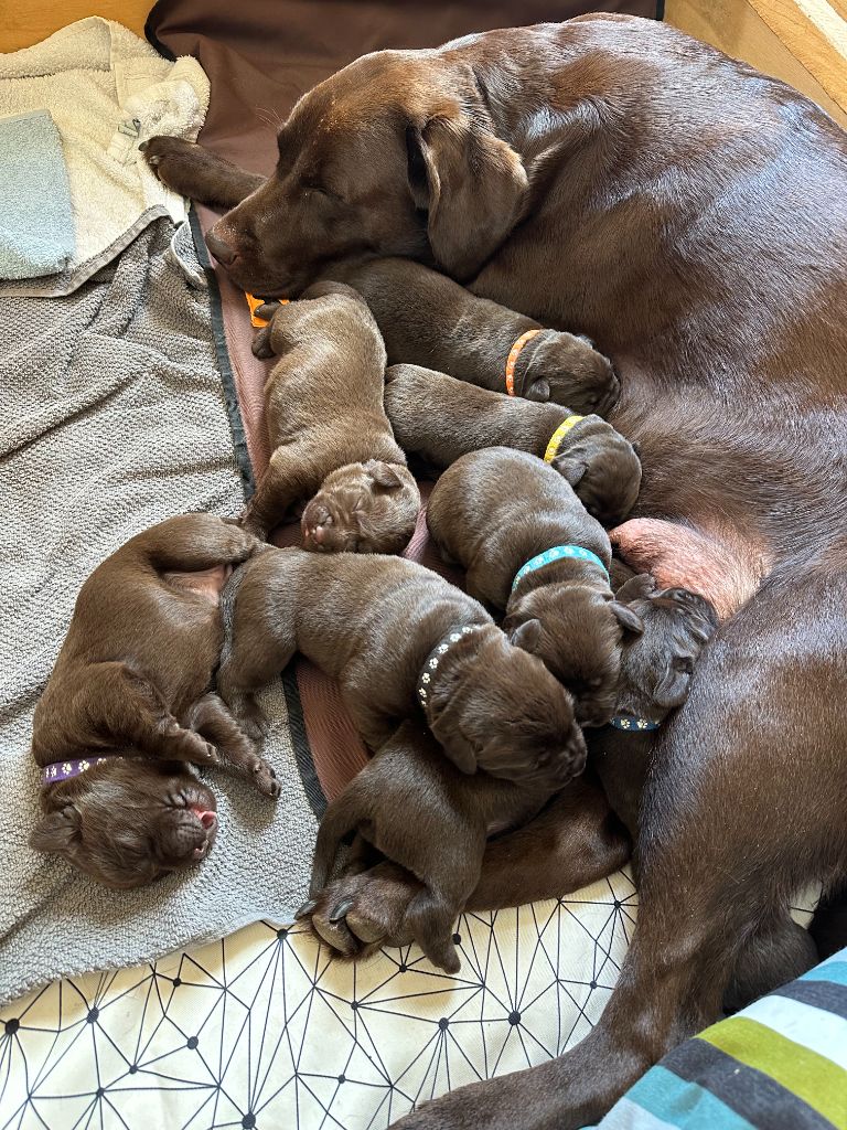 chiot Labrador Retriever Minich De La Pointe