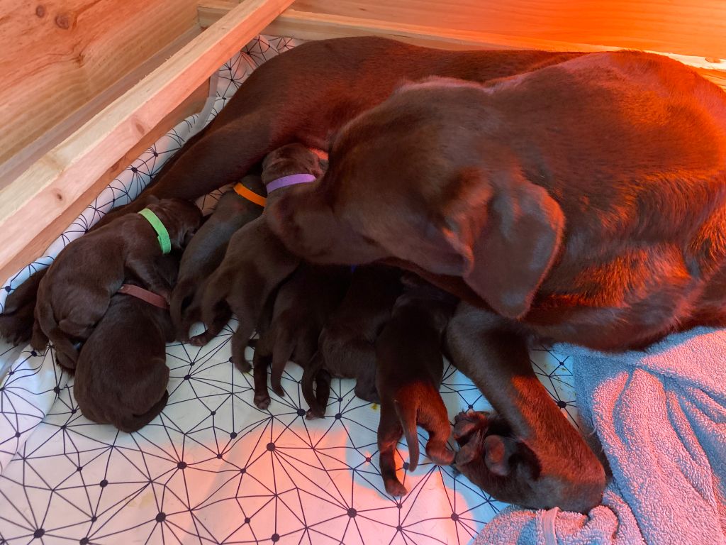 chiot Labrador Retriever Minich De La Pointe