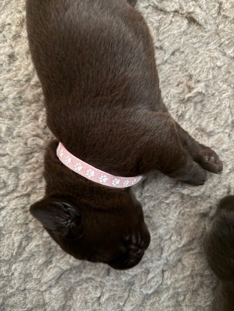 Minich De La Pointe - Chiots disponibles - Labrador Retriever