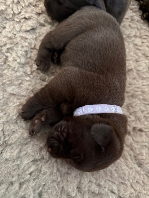 Minich De La Pointe - Chiots disponibles - Labrador Retriever