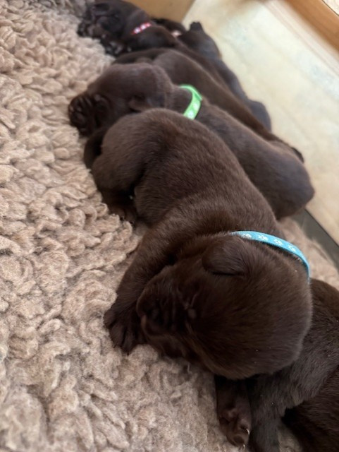 Minich De La Pointe - Chiots disponibles - Labrador Retriever