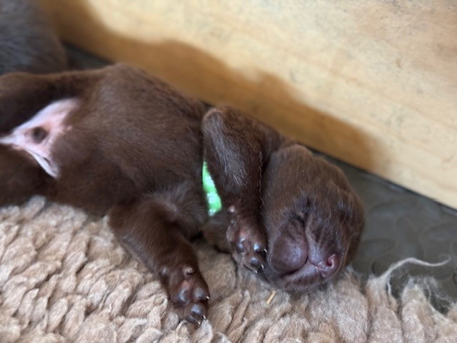 Minich De La Pointe - Chiots disponibles - Labrador Retriever