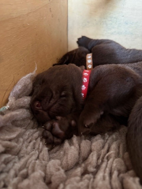 Minich De La Pointe - Chiots disponibles - Labrador Retriever