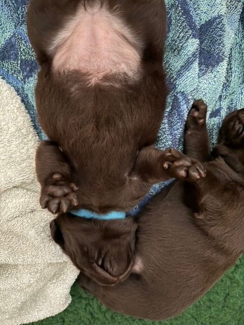 Minich De La Pointe - Chiots disponibles - Labrador Retriever