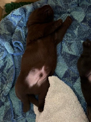 CHIOT